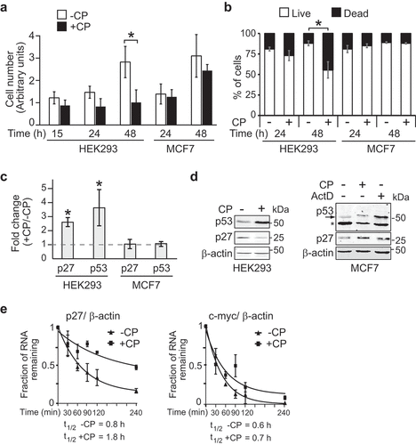 Figure 1. CP affects cell proliferation and p27 mRNA stability in HEK293 but not in MCF7 cells. (a) Proliferation assay of cells treated (+CP; 20 µM) or not treated (-CP) with CP for the indicated time periods. (b) Trypan blue cell viability assay. Cells were counted (n = 3) and the result reported as a percentage of dead versus live cells in a bar plot. (c) Relative changes of p27 and p53 mRNAs in CP-treated (20 µM of CP for 15 h) compared to untreated (-CP) HEK293 and MCF7 cells as measured by RT-qPCR normalized to β-actin mRNA. Error bars represent the standard error of the mean (SEM), n = 3. *P < 0.05. (d) Immunoblot analysis with antibodies against the specified proteins. (e) HEK293 cells were treated with 20 µM CP for 15 h prior to the addition of 2 µg/ml of ActD for 30, 60, 90, 120, and 240 min. The half-life of p27 and c-myc mRNAs relative to β-actin was determined by RT-qPCR considering ‘one phase decay equation’ implemented in GraphPad Prism. Error bars represent SEM, n = 3.