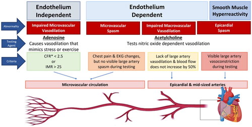 Figure 2. Endothelium-independent and endothelium-dependent angina mechanisms. IMR, Index of Microcirculatory Resistance. *Coronary flow reserve (CFR), an integrated measure of flow through both epicardial and microvascular vessels, but in the absence of epicardial disease it serves as a measure of microvascular function. Figure made using biorender.com. Image © Emory University, CC-by-SA.