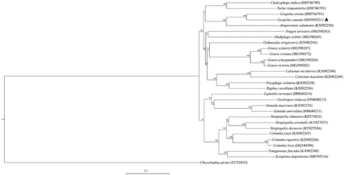 Figure 1. The maximum-likelihood tree constructed based on 13 protein-coding genes of Geopelia cuneata and other 27 species of family Columbidae. Chrysolophus pictus is used as an outgroup. GenBank accession numbers for all sequences are listed following the species names.