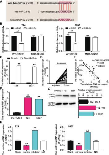 Figure 7 GINS2 was the downstream target gene of miR-22-3p. (A) The binding site of GINS2 3ʹUTR for miR-22-3p. (B) Luciferase reporter assay was used to measure the targeting relationship between miR-22-3p and GINS2. **P < 0.001, ANOVA. (C) RNA pull-down assay was used to further confirm the targeting relationship between TRPM2-AS, miR-22-3p and GINS2. **P < 0.001 compared with bio-NC group, ANOVA. (D) The GINS2 mRNA expression was more in BLCA tissues than that in adjacent normal tissues. N=38, Student’s t-test. (E) MiR-22-3p expression had a negative relationship with GINS2 expression. (F) GINS2 mRNA expression was higher in T24 and 5637 cell lines than that in SV-HUC-1 cells. **P < 0.001 compared with SV-HUC-1 cells, ANOVA. (G) GINS2 protein expression was higher in T24 and 5637 cell lines than that in SV-HUC-1 cells. *P < 0.05, **P < 0.001 compared with SV-HUC-1 cells, ANOVA. (H) GINS2 mRNA expression was increased after transfecting miR-22-3p inhibitor, while GINS2 mRNA expression was reduced after transfecting miR-22-3p mimic. **P < 0.001 compared with blank group, ANOVA.