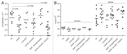 Figure 6 DNA polymerase IV improves survival of UTI89 strain in vivo but does not contribute to genome instability. (A) Infection rates (CFU/Bladder × 104) of UTI89 and its mutant derivatives. (B) Mutation frequencies per 108 cells measured for the 6-azar marker. The mutation frequencies were statistically different (p < 0.05) between the inocula and the bacteria recovered from infected bladders for all comparisons.