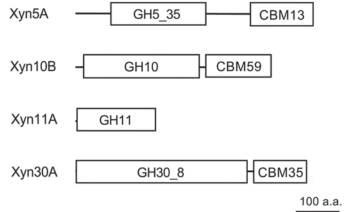 Figure 2. Module organizations of Paenibacillus sp. H2C xylanases Xyn5A, Xyn10B, Xyn11A, and Xyn30A.The size of each enzyme and module is scaled according to the polypeptide chain length. GH, glycoside hydrolase family; CBM, carbohydrate binding module family. a.a., amino acids.