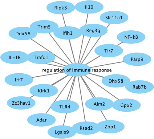 Figure 6. Network diagram of genes involved in immune response regulation.