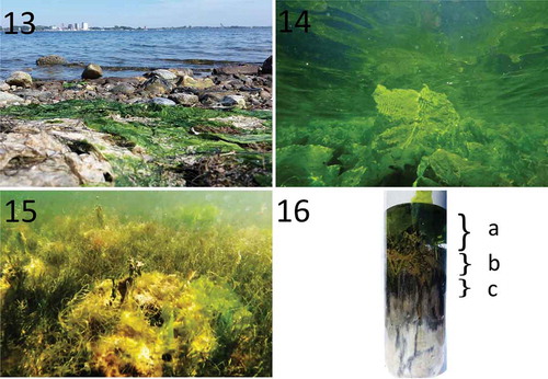 Figs 13–16. Mass accumulation of blade-like Ulva compressa in August 2016 inducing hypoxic conditions at a shallow bay (Wulfen) at the German Baltic Sea island Fehmarn. Fig. 13. Top and Fig. 14. Underwater view of the massive drifting mats of blade-like Ulva compressa. Thalli forming mats of 100–120 cm thickness. Fig. 15. Close-up of strongly affected Zostera marina and Ruppia cirrhosa populations after removing drifting biomass. Fig. 16. Sediment cores show a clear zonation of (a) dense drifting algae material, (b) decomposition zone and (d) black, anoxic zone, emitting a foul odour.