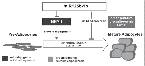 Figure 4. Schematic overview of adipogenesis regulation by miR125b-5p. Rockstroh et al., p. 292.
