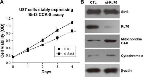 Figure 4 Silencing Ku70 attenuates the pro-proliferative effects of Sirt3 in glioma cells.