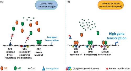 Figure 1. MR and GR interaction with the genome. This diagram presents an overview of the different modes of interaction of MRs and GRs with certain genes, including Fkbp5, Sgk1, and Per1, in the hippocampus genome under baseline AM (panel A) and stress conditions (B). (A) Under baseline AM conditions (low-cort), MRs are highly occupied and reside in the nucleus but are not able to bind or bind only weakly. This low accessibility may be due to co-regulators and/or local epigenetic modifications (e.g. DNA methylation, repressive histone modifications) and/or inherent low affinity of the receptor for GREs. The consequence is that such genes present only very low transcriptional activity under baseline AM condition. (B) Under stress/baseline PM conditions (high-cort), accessibility of GREs is enhanced (potentially resulting from expunge of inhibitory co-regulators and/or altered epigenetic status (DNA demethylation, pro-access histone modifications)). Activated GRs form homodimers or heterodimers with MRs and bind to GREs resulting in regulation (activation or in some cases inhibition) of gene transcription. Assisted loading mechanisms may provide MR homodimers access to GREs as well. Other genes are likely to have other mechanisms of regulation by these glucocorticoid receptors but these are not covered in this diagram.