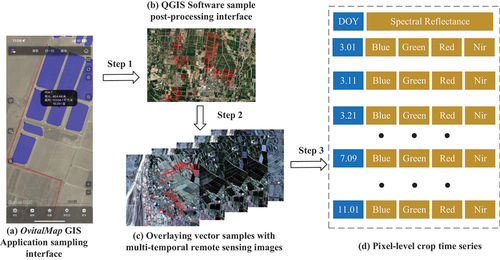 Figure 2. Pixel-level crop time series development process. (a) OvitalMap GIS application sampling interface, blue indicates sampling patches, black shows sampling information, and red indicates sampling routes. (b) QGIS software sample post-processing interface, red boxes indicate vector samples. (c) Overlaying vector samples with multi-temporal remote sensing images. (d) Pixel-level crop time series with DOY. Step 1 represents sample post-processing, step 2 represents vector sample overlay, and step 3 represents crop time series extraction.