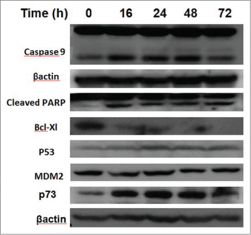 Figure 5. The effect of PRIMA-1Met on BCWM-1 cells. Total levels of the indicated proteins were evaluated by Western blot analysis in BCWM-1 cells after treatment with 50 µM PRIMA-1Met at the displayed time points.