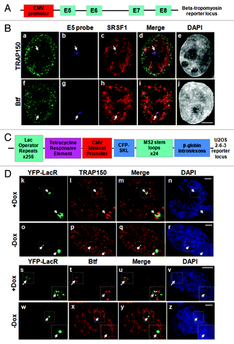 Figure 2. Btf and TRAP150 localize at transcription sites in situ. (A) Schematic representation of the rat β-tropomyosin (BTM) minigene that includes genomic sequence from exon 5 through exon 8. Introns are represented as thin lines connecting the exons. (B) HeLa cells stably expressing the rat BTM minigene were processed for RNA-FISH localization of BTM reporter RNA (b, g) and immunofluorescence localization of SRSF1 (c, h) and either TRAP150 (a) or Btf (f). (C) Schematic representation of U2OS 2–6-3 inducible reporter array.Citation17(D) U2OS 2–6-3 cells transfected with YFP-LacR and pTetON were left uninduced (o-r, w-z) or induced to activate the reporter (+Dox; k-n, s-v). At 2.5 h after dox addition, the cells were processed for immunofluorescence localization of TRAP150 (k-r) or Btf (s-z). DNA was stained with DAPI. Boxed regions in k and o are enlarged in insets. Scale bar, 5 µm.