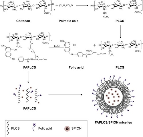 Figure 1 Synthesis of PLCS and FAPLCS and formation of FAPLCS/SPION micelles.Abbreviations: PLCS, N-palmitoyl chitosan; FAPLCS, folate-conjugated N-palmitoyl chitosan; SPION, superparamagnetic iron oxide nanoparticle; 1-Ethyl-3-(3-dimethyl-aminopropyl)carbodiimide (EDC), water soluble carbodiimide usually obtained as the hydrochloride.