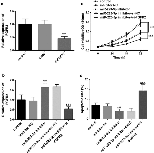 Figure 4. miR-223-3p was regulated cell viability and apoptosis by regulating FGFR2. a. si-FGFR2 markedly decreased the levels of FGFR2 in cells. b. si-FGFR2 reversed the promoting effect of the miR-223-3p inhibitor on the FGFR2 expression level. c. si-FGFR2 reversed the promotion of the miR-223-3p inhibitor on cell viability. d. si-FGFR2 reversed the inhibitory of miR-223-3p on apoptosis. *** P < 0.001, compared with miR-NC group. &&& P < 0.001, compared with miR-223-3p inhibitor+si-NC group