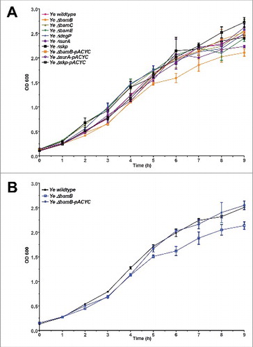 Figure 2. Growth of single-gene knockout strains. Bacteria were grown at 37°C for 9 h in LB. Samples were taken every 30 min and the OD of appropriate dilutions was determined at 600 nm. (A) Comparison of growth of the parent strain Ye wildtype, all mutant strains Ye ΔbamB, ΔbamC, ΔbamE, ΔdegP, ΔsurA and Δskp and the complemented mutants Ye ΔbamB-pACYC, ΔsurA-pACYC and Δskp-pACYC. (B) Growth curves of Ye wildtype strain, ΔbamB strain and ΔbamB strain carrying wildtype BamB on a plasmid (ΔbamB-pACYC).