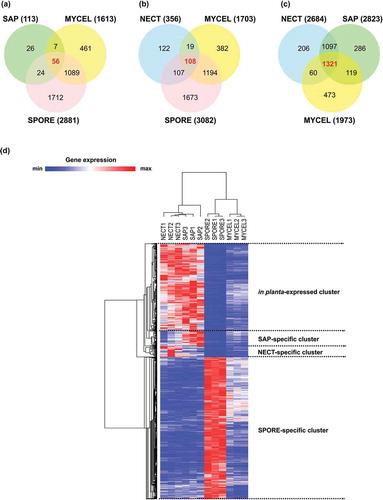 Figure 5. Selection of condition-specific genes and in planta-expressed genes. (a) Venn diagram showing the number of significantly up-regulated (unique and common) genes during mycelial growth in living trees (NECT) relative to mycelial growth in liquid media (MYCEL), sawdust (SAP) and conidiospores (SPORE). (b) Venn diagram showing the number of significantly up-regulated (unique and common) genes in SAP relative to MYCEL, NECT and SPORE. (c) Venn diagram showing the number of significantly up-regulated (unique and common) genes in SPORE relative to MYCEL, NECT and SAP. The numbers in bold red indicated the number of condition-specific genes. (d) Hierarchical clustering of condition-specific and in planta-expressed genes using their TPM values.