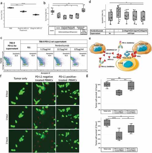 Figure 4. Tumor-derived sPD-L1 induces activated human CD8 + T cell death and competes with PD-(l)1 inhibitors for effect on CD8 + T cells. Human CD8 + T cells from unique healthy donors were cultured (a) in the presence of PBS control versus 5 µg/ml or 10 µg/ml recombinant sPD-L1 or (b) in the presence of sPD-L1-rich Karpas-299 cell line supernatant with or without PD-(L)1 inhibitors. Cell survival was measured by trypan blue staining. CD8+ human T cells from unique healthy donors were cultured in the presence of supernatant from wild type versus PD-L1 knockout 786–0 cells in the presence of varying concentrations of PD-1 inhibitor pembrolizumab. Apoptosis was measured by TMRE and Annexin-V staining on flow cytometry (c), percent TMRE-negative Annexin-V-positive apoptotic cells in treatment groups are reported (d). Additional flow diagrams in Supplemental Figure 8. A model of ADAM10/ADAM17-induced sPD-L1-mediated PD-(L)1 resistance is diagrammed (e). Healthy human PBMCs from unique donors were treated with supernatant from wild type versus PD-L1-knockout 786–0 cells over 4 h. PBMCs were then isolated and added to calcein-labeled 786–0 PD-L1 knockout cells at a 10:1 ratio and cell survival was visualized by microscopy and quantified at 0, 1, and 2 h (f-g). Cells in this figure were numbered where helpful. Statistical analyses performed with unpaired Student’s t-test (see Supplemental Table 5). *** P < .001, ** P < .01, * P < .05