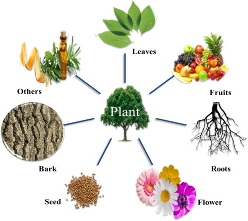 Figure 5 Every part of a plant can be utilized as a green material for AuNP synthesis.