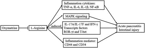 Figure 9. OMT inhibited Arg-induced AP involving intestinal injury in vitro and in vivo via regulating pro-inflammation cytokines and mediators, MAPK signalling, Th1/Th17 cytokines and corresponding transcript factors ROR-γt and T-bet expression.