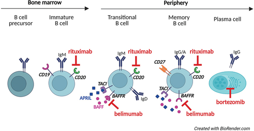 Figure 1. Therapy targeting B cells in CVID.