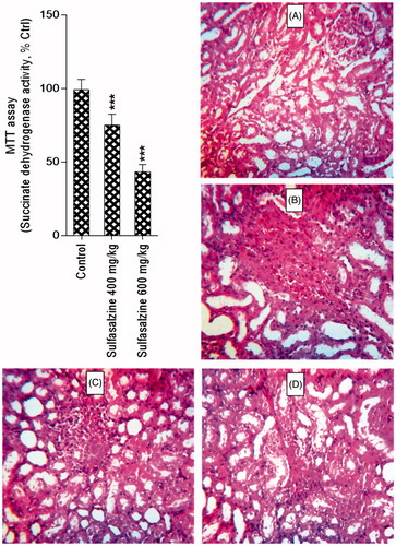 Figure 3. Kidney mitochondrial succinate dehydrogenase activity (SDA) (MTT assay) and photomicrographs of kidney histopathological changes in sulfasalazine-treated animals. MTT test revealed a significant decrease in mitochondrial SDA in the kidney of sulfasalazine-treated animals (mean ± SD, n = 8, and ***p < .001). Kidney photomicrographs showed tubular atrophy, necrosis, and interstitial inflammation in sulfasalazine-treated animals (B, C, and D) in comparison with control group (A). A: control (vehicle-treated), B: sulfasalazine 400 mg/kg/day); C and D: sulfasalazine 600 mg/kg/day).