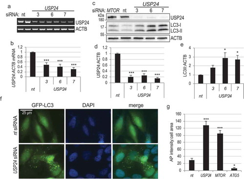 Figure 1. USP24 is a negative regulator of autophagy. (a) Semi-quantitative RT-PCR demonstrating knockdown of USP24 mRNA with 3 independent siRNA oligonucleotides (# 3, 6, 7, nt – non-targeting siRNA control) in H4 cells 72h after transfection. (b) Quantification of USP24:ACTB from figure (a). (c) Western blot demonstrating decreased USP24 protein levels and accumulation of LC3-II following USP24 knockdown in H4 cells. (d) Quantification of USP24:ACTB from figure (c). (e) Quantification of LC3-II:ACTB from figure (c). (f) Representative images of stable GFP-LC3 expressing H4 cells 72h following USP24 siRNA knockdown demonstrating accumulation of GFP-LC3 positive autophagosomes. Images were acquired at 20X; bar: 25 μm. (g) Quantification of autophagosome intensity per cell area from figure (f). All data are presented as ±SEM. *p < 0.05, **p < 0.01, ***p < 0.001. n = 4–18 (median cell number 568.5/group).