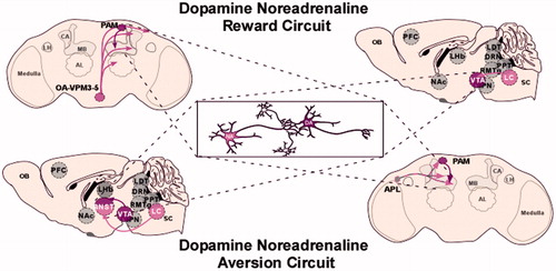 Figure 3. Dopamine–noradrenergic circuits implicated in reward and aversion. Top: dopamine–noradrenergic reward. In Drosophila octopamine-dependent sugar reward memory is mediated by OAMB located on dopaminergic neurons. This circuit includes the dopamine PAM cluster, the OA-VPM 3–5 neurons and requires the α-adrenergic-like OAMB receptor (Burke et al., Citation2012). Similarly, in mammals, noradrenergic projections to dopamine neurons are essential for ethanol reward. In this LC-VTA circuit, noradrenergic LC projection neurons synapse on VTA dopamine neurons (Shelkar et al. 2015). It is thought that this circuit is bidirectional (not shown). Bottom: dopamine–noradrenergic Aversion. In Drosophila, a presumed dopamine–octopamine circuit includes the APL neuron, which co-expresses GABA and octopamine and innervations the MB underlies aversive memory. It is unclear whether APL directly synapses on PAM neurons, however, both of these neurons innervate the MB (Wu et al., Citation2013). In mammals, noradrenergic projections have also been implicated in processing aversive stimuli. In the dorsal portion of the bed nucleus stria terminalis (BNST) aversive stimuli activate noradrenergic signaling, but inhibits dopaminergic signaling in the ventral BNST (the reverse is true for appetitive stimuli; Park et al. 2011). It is unclear whether noradrenergic and dopaminergic projections interact directly in the BNST. Gray neurons represent unidentified neurons that likely contribute to this reward micro-circuit. Abbreviations: DA: dopamine; NA: noradrenaline/octopamine.