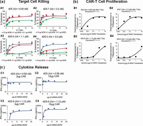 Figure 3. Observed and model fitted profiles for affinity variant anti-HER2 CAR-T cells activity in an in-vitro system. (A) Target cell killing: Observed (in dots) and model-generated (solid lines) profiles of % cytotoxicity (at 8h) of NALM-6-CBG cells transiently transfected with 0.1 (green), 1 (red) and 10 (blue) µg of HER2 mRNA respectively and cocultured with affinity variant anti-HER2 CAR-Ts, i.e., 4D5 (Kd = 0.58 nM, fig A1), 4D5-7 (Kd = 3.2 nM, fig A2), 4D5-5 (Kd = 1.1 µM, fig A3) and 4D5-3 (Kd = 3.9 µM, fig A4) respectively, as a function of varying E:T ratios. (B) CAR-T cell proliferation: Observed (in dots) and model-generated (solid lines) profiles of fold-expansion of affinity variant anti-HER2 CAR-T cells, i.e., 4D5 (Kd = 0.58 nM, fig B1), 4D5-7 (Kd = 3.2 nM, fig B2), 4D5-5 (Kd = 1.1 µM, fig B3) and 4D5-3 (Kd = 3.9 µM, fig B4) respectively, as a function of antigen densities on HER2 expressing K562 cells cocultured at E:T ratio of 1:1 for 7 d. (C) Cytokine release: Observed (in dots) and model-generated (solid lines) profiles of IFN-γ release (pg/mL) as a function of different HER2 densities on K562 cells, when cocultured with CAR-T cells at E:T ratios of 1:1 for 24h. Figures C1 and C2 describes the cytokine release for high-affinity 4D5 CAR-T (Kd = 0.58 nM) with lower (fig. C1) and higher (fig. C2) CAR densities, respectively. Figures C3 and C4 describes the cytokine release for low-affinity 4D5-5 CAR-T (Kd = 1.12 µM) with lower (fig. C3) and higher (fig. C4) CAR densities, respectively