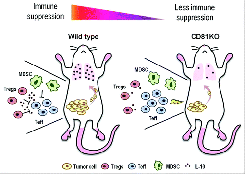 Figure 1. Reduced tumor growth and metastasis as a consequence of impaired immune suppression in CD81KO mice. In wild-type mice, primary tumors grow and recruit immune suppressor T regulatory cells (Tregs), and myeloid-derived suppressor cells (MDSCs). These suppressor cells secrete IL-10 and inhibit the antitumor T effector (Teff) response allowing tumors to grow and metastasize to the lungs (left panel). In contrast, Tregs and MDSCs still accumulate in CD81KO mice, but are impaired at suppressing Teff cells, thereby reducing tumor growth and metastasis (right panel).