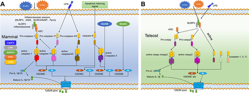 Figure 1 The pyroptosis pathway in mammals (A) and teleost (B). (A) Pyroptosis in mammals can generally be divided into four pathways.Citation21,Citation32,Citation36 In the classical pathway, PAMPs and DAMPs can be recognized by the PRRs in the cell membrane to induce NLRP3 which further activate ASC and pro-caspase-1 through PYD-PYD and CARD-CARD interaction. Activated caspase-1 can cleave GSDMD to release its NT-domain which can oligomerize to induce perforation in the cell membrane and also activate IL-1β and IL-18 which can release via the cell pore. In the non-classical pathway, caspase-4/5 (human) and −11 (mouse) can be activated after directly binding to cytoplasmic LPS. The activated caspase-4/5 and −11 can cleave GSDMD to release its NT-domain and form the micropores in cell membrane. Caspase-4/5 do not have the same ability to activate IL-1β and IL-18 as caspase-1, but caspase-11 can promote the mature of pro-IL-1β and IL-18 by NLRP3. In the caspase-3/8-mediated pathway, caspase-8 can be activated by TNF-α and other apoptotic signals to activate caspase-3, which can cleave GSDMD to release its NT-domain to form pores in cell membrane and induce pyroptosis. In the Granzyme-mediated pathway, GzmA derived from lymphocytes can cleave the Lys229/Lys244 site of GSDMB to induce cell perforation, meanwhile, GzmB released by CAR T cells can activate the caspase-3/GSDME pathway to induce pyroptosis.(B) Pyroptosis in teleost are executed by GSDME and can be divided into two ways according to the ASC-dependence or not.Citation15,Citation37 In the ASC-dependent pathway, the activated NLRP3 inflammasome by DAMPs or PAMPs can recruit ASC through the PYD-PYD interaction, which can further recruit caspy and then caspy2 through the CARD-CARD interaction. The activated caspy/caspy2 is responsible for the cleavage of GSDMEa/b and the mature of IL-1β. In the ASC-independent pathway, the activated NLRP3 can directly bind with caspy2 through PYD-PYD interaction, and the activated caspy2 can cleave GSDMEa/b to release its NT-domain and form pores in the cell membrane.