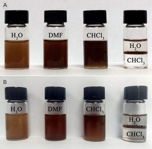 Figure 4. CS and PVS-Ag modifications exerted no effects on the amphiphilicity of ACPs. Dispersion of ACPs-CS (A) and ACPs-CS-PVS-Ag (B) in different polar solvents.