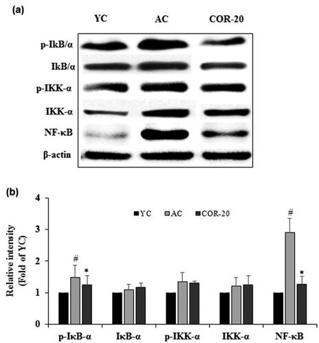 Figure 4. Effect of COR on expression of NF-κB-mediated inflammatory responses. (a) Protein expression of phospho-IκB-α, IκB-α, phospho-IKK-α, IKK-α, and NF-κB in YC, AC, and COR-20 groups analyzed by Western blotting in rat testis tissue; (b) Relative intensity levels (fold) in three independent experiments, respectively. β-Actin was used as an internal control. The data are expressed as the mean ± SD. #p < 0.05 compared with YC and *p < 0.05 compared with AC group. NF-κB: nuclear factor-κB, IKK-α: IκB kinase-α, IκB-α: NF-κB inhibitor-α, YC: young control, AC: aged control, COR-20: aged rats plus cordycepin 20 mg/kg treated group.