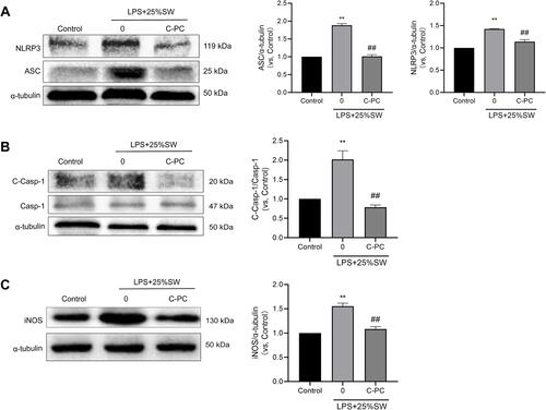 Figure 5 C-PC inhibits expression of NLRP3 inflammasome in RAW264.7 cells.