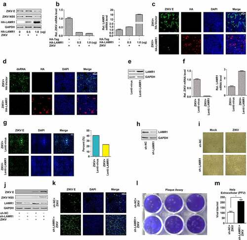 Figure 1. LAMR1 is a host restriction factor against ZIKV infection. (a–d) HeLa cells were transfected with pHA-LAMR1 or empty vector for 16 h and then infected with ZIKV (MOI = 1) for 48 h. The expression levels of ZIKV proteins were detected by immunoblotting (a) and confocal microscopy (c) and the viral RNA content was quantified by qPCR (b) and confocal microscopy (d). (e–g) Hela cells stably expressing LAMR1 or the control gene were generated and analyzed(e). Cells were infected with ZIKV (MOI = 1) for 48 h, following which viral RNA levels were quantified by qPCR (f) and ZIKV E protein levels by high-content analysis (g). (h–m) HeLa cells stably expressing sh-LAMR1 or control sh-RNA were generated and analyzed(h). Cells were infected with ZIKV (MOI = 1) for 48 h, and the cytopathic effects of cells was captured under the microscope (i). The expression levels of viral proteins were assessed by immunoblotting (j), while ZIKV titer in supernatants was calculated through a plaque assay (l, m)