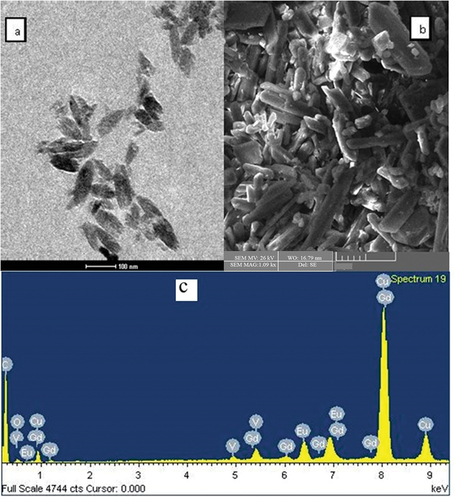 Figure 4. TEM images of (a) GdVO4:Eu3+, (b) SEM images of PVA-GdVO4:Eu3+, and (c) EDX spectrum of GdVO4:Eu3+.