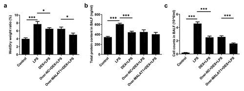 Figure 2. Overexpression of lncRNA MALAT1 enhanced the protective effects of DEX on LPS-induced ALI. (a) Lung water content. (b) Total protein content in BALF. (c) Cell counts in BALF