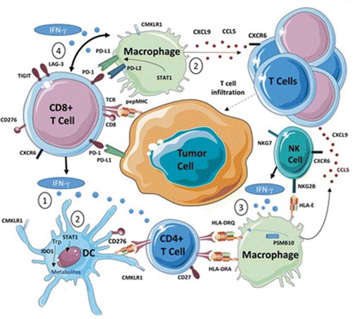 Figure 2. Complex interplay of chemokines and cytokines classify the inflammatory state of the tumor microenvironment. Interferon-g (IFN-g) released by activated T cells and NK cells activates STAT1, IDO-1 (indolamine oxygenase I) and CMKLR1 in dendritic cells and macrophages (1). STAT-1 mediated signaling and additional pathways produce the chemokines CCL5 and CXCL9 (2). This recruits additional T cells into the tumor microenviroment through CXCR6. IFN-g stimulates the expression of HLA molecules and proteasome components including PSMB10 (3). Finally, IFN-g upregulates a number of immune checkpoint molecules including PD-L1, PD-L2, TIGIT, LAG-3, and B7-H3 on T cells (4). Reproduced under the terms of the Creative Commons Attribution 4.0 International License (http://creativecommons.org/licenses/by/4.0/) – Figure 4a Ref [Citation18]. J Immunother Cancer. 2017; 5:94.