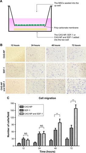 Figure 6 An in vitro Transwell migration model was used to analyze the ability of SDF-1 released from NP-modified scaffolds to induce site-directed migration of stem cells.Notes: (A) Pictorial images of transmigrated MSCs in response to SDF-1 only, CAG-NP control, and NP-modified scaffolds with loaded SDF-1 in a Transwell assay. (B) Representative images of transmigrated MSCs in response to the SDF-1 only, CAG-NP control, and NP-modified scaffold with loaded SDF-1 in a Transwell assay. Magnification is 100×. (C) Average number of transmigrated MSCs in a Transwell migration assay after 12, 24, 48, and 72 hours of incubation. Results are mean values ± SEM of five different fields from three independent experiments. **P<0.01, n=15. Results are mean values ± SD of five different fields from three independent experiments. *P<0.05, **P<0.01, n=15.Abbreviations: CAG, chitosan-agarose-gelatin; MSCs, mesenchymal stem cells; NP, nanoparticle; NS, nonsignificant; SDF-1, stromal cell-derived factor 1.