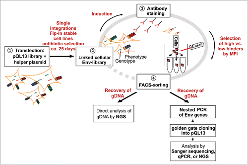 Figure 1. Schematic overview of the flow cytometry-based panning procedure. Stable cell lines are generated by transfection of FlpIn™ T-REx™ 293 cells with pQL13-based Env constructs and the helper plasmid pOG44 carrying the integrase (1). Although multiple Env variants can theoretically enter the human cells and be expressed for a short period of time, a linkage of geno- and phenotype is ultimately achieved because FlpInTM T-RExTM 293 cells possess precisely one FRT site, resulting in single-integration stably transfected HEK293 cells (2). After induction of Env expression, the mammalian cell library is stained with the screening antibody (3), and then envelope-expressing cells yielding the highest or lowest signal to the applied antibody are selected via fluorescence-activated cell sorting (4). For analytical purposes, genomic DNA is recovered from the selected HEK293 cells, envelope genes are amplified by nested PCR, re-cloned into pQL13 and analyzed by qPCR or sequencing of plasmid DNA recovered from single E. coli clones. In the case of larger libraries, genomic DNA from sorted HEK293 cells can be directly subjected to NGS to calculate enrichment or depletion factors for the respective envelope variants. To further enhance enrichment rates, sorted HEK293 cells could be re-expanded to be subjected to a new round of panning.