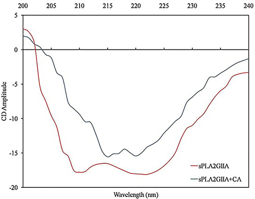 Figure 7 UV CD spectra of sPLA2IIa enzyme: Recorded UV-CD spectra of sPLA2IIa enzyme alone (red line) and with IC50 concentration of corosolic acid (blue line).