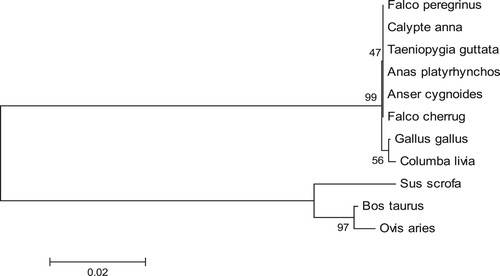 Figure 3. Phylogenetic analysis of IGF2BP3 amino acid sequences. Numbers at each branch denote the bootstrap majority consensus values on 1000 replicates. The branch lengths represent the relative genetic distance among these species.