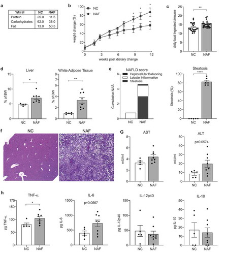 Figure 1. Liver inflammation and steatosis induced by a diet high in fructose, cholesterol and low in fiber. C57Bl/6 mice were treated with a nonalcoholic fatty liver disease diet (NAF) or normal chow (NC) for 12 weeks. (a) macronutrients of diets. (b) Percent weight change during diet. (c) Daily consumption by kilocalories (kcal) per mouse per diet. (d) Liver and white adipose tissue weights by percent body weight. (e) NAFLD-activity score (NAS) and percent steatosis of liver. (f) Representative images of hematoxylin & eosin (H&E) and trichrome stained liver sections. (g) Aspartate transaminase (AST) and alanine transaminase (ALT) levels measured in serum. (h) Levels of TNF-a, IL-6, IL-12p40, and IL-10 cytokine in homogenized liver tissue. Data is the mean ± SEM of 2 independent experiments, n = 5–8 mice/group. Statistics for (B) is 2-way ANOVA, Sidak’s multiple comparisons; (C-E, G-H) is Student’s unpaired t-test. *, p < .05; **, p < .01; and ****, p < .001.