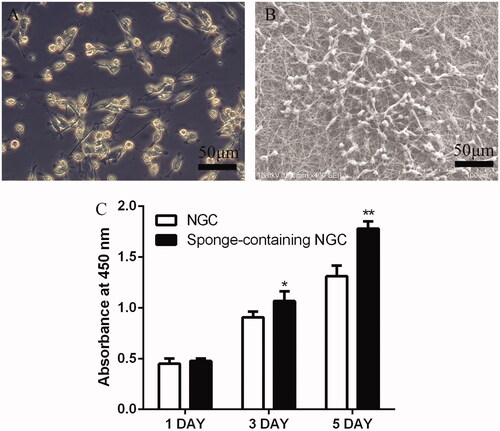 Figure 3. (A) Images of rat primary SCs cultured in medium. (B) SEM of SCs cultured in SF/PLA 3D nanofibre scaffold. (C) Date analysis of the SC proliferation with CCK8.