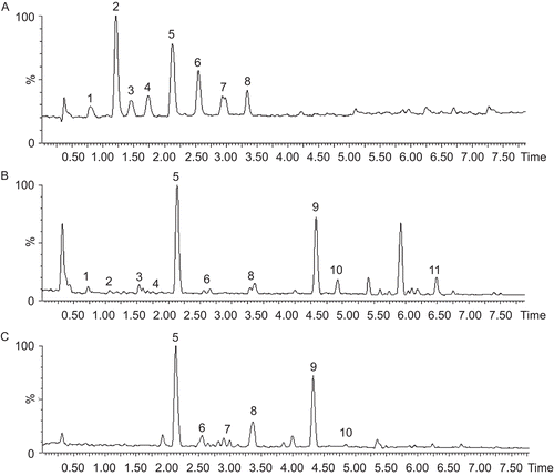 Figure 7.  UPLC-positive ion ESI-MS total ion current (TIC) chromatograph of SFD and the SFD-40% fraction. The mobile phase was a gradient elution of HCOOH and CH3CN. Flow rate was 0.4 mL/min. (A) TIC of mixed standards, (B) TIC of SFD and (C) TIC of the SFD-40% fraction. For peak identification: 1, protocatechuic acid; 2, tetramethylpyrazine; 3, caffeic acid; 4, albiflorin; 5, paeoniflorin; 6, ferulic acid; 7, typhaneoside; 8, isorhamnetin-3-O-neohesperidoside; 9, senkyunolide I; 10, senkyunolide H; 11, quercetin.