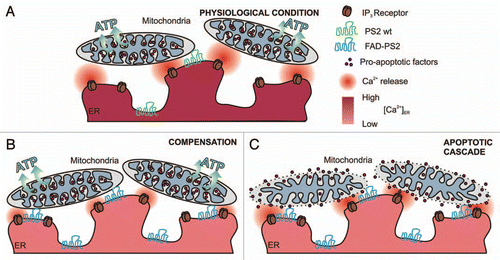 Figure 2 Model depicting the possible effects of FAD-PS2 mutations on ER-mitochondria interactions and Ca2+ cross-talk. In physiological condition (A), mitochondria receive constant Ca2+ signals from ER that ensure their proper activity.Citation30 Expression of FAD-PS2 mutants (B and C) decreases [Ca2+]ERCitation27,Citation28 and recruits mitochondria closer to ER Ca2+ releasing sites.Citation13 As a consequence, closer ER-mitochondria juxtaposition may compensate [Ca2+]ER reduction allowing mitochondria to receive appropriate Ca2+ signals that drive AT P production (B); alternatively, closer ER-mitochondria juxtaposition may expose mitochondria to excessive Ca2+ stimulation, triggering the apoptotic cascadeCitation29 by mitochondria Ca2+ overload, outer membrane permeabilization and release of pro-apoptotic factors (C).