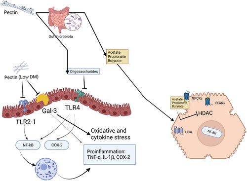 Figure 4. Pectin and its currently known receptors in the gastrointestinal tract. Pectins and their fermentation products have various health benefits and can interact with different types of receptors. Short-chain fatty acids (SCFAs) derived from pectin fermentation can inhibit histone deacetylase (HDAC) and bind to G protein-coupled receptors (GPCRs), potentially providing therapeutic benefits for disease prevention and promoting the resolution of inflammation in the gut. SCFAs can activate signaling pathways through receptors such as FFAR2, FFAR3, HCA2, olfr-87 (in mice), and OR51E2 (in humans). Pectin can also interact with galectin-3 (gal-3) receptors, which play a role in various biological processes and have implications in preventing cancer progression and metastasis. Specific pectin chemistries can interact with pattern recognition receptors (PRRs) like TLR2 and TLR4, influencing immune responses. Pectins can also impact cholesterol metabolism and bile acid excretion. The effects of pectins on receptors and immune responses depend on their structure and composition. Pectin oligosaccharides can either enhance or downregulate inflammatory activities and immune activation, while low-DM citrus pectins can inhibit proinflammatory pathways while leaving tolerogenic pathways unaffected.