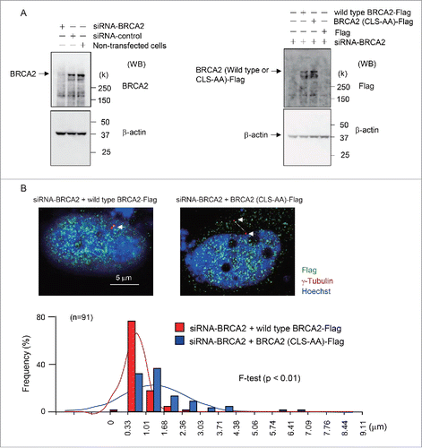 Figure 6. Expression of wild type BRCA2-FLAG and mutant BRCA2-(CLS-AA)-FLAG protein in endogenous BRCA2-knockdown HeLa S3 cells. (A) Western blot analysis showing BRAC2 and β-actin expression in cells transfected with control or BRCA2 siRNA (left panel). The expression of wild type BRCA2-FLAG and a mutant BRCA2–FLAG in which the S2887 and R2888 residues of the CLS were substituted with alanine (BRCA2-(CLS-AA)-FLAG) following siRNA-mediated depletion of endogenous BRCA2 in HeLa S3 cells (right panel). (B) Immunofluorescence microscopy of wild type BRCA2-FLAG- and BRCA2-(CLS-AA)-FLAG-transfected cells following BRCA2-knockdown using anti-γ-tubulin (red) and anti-FLAG (green) antibodies. Nuclei were stained with Hoechst 33258. Centrosomes are indicated by arrows. The minimum distance between the centers of the centrosomes was measured using Adobe Photoshop CS3 software. Distances were measured in wild type BRCA2-FLAG- and BRCA2-(CLS-AA)-FLAG-transfected cells (both n = 91; p < 0.01).