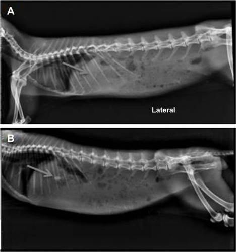 Figure 7 X-ray radiography photographs of rabbit administered with IR hours (A) and 8 hours (B) with optimized GR formulation (AGR-6).
