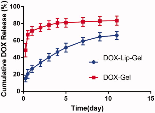 Figure 8 In vitro cumulative DOX release profile from DOX-Gel, and DOX-Lip-Gel in PBS 7.4 solution at 37 °C. The experiment was done according to the tube method (n = 3).