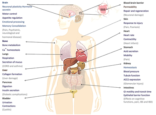 Figure 8. An overview of the various functions of NMDARs in the human body.