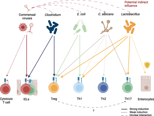 Figure 3 Induction of different T cell subsets by key commensal organisms. Commensal viruses stimulate IELs but might also be capable of inducing proliferation of classical cytotoxic CD8+ T cells. Commensal viruses, especially phages, have the potential to indirectly influence CSTC populations in the intestine by regulating commensal microorganism levels. While multiple commensals can directly or indirectly exhibit protective functions on epithelial cells, Lactobacillus species are a well-established example of this. In the context of antifungal immunity, Tregs are hypothesized to promote Th17 differentiation by IL-2 depletion. Generally, the induction of T cell populations depends not only on the type of commensal, but also on environmental signaling and inflammatory tissue state.