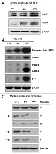 Figure 3. CSE treatment drives autophagy and mitochondrial dysfunction. (A) BNIP3, a marker of mitophagy (mitochondrial autophagy) and the energy sensor AMPK are elevated after 48 h of CSE treatment. (B) Longer treatment with 10% CSE further elevates autophagy and senescence. Immortalized fibroblasts were treated with 10% CSE every 2 d for the indicated times (2 or 14 d). Immunoblot analysis demonstrates that prolonged exposure to CSE dramatically elevates the expression of autophagy (LAMP2 and LC3B) and senescence (p16) markers. (C) CSE treatment inhibits the expression of mitochondrial OXPHOS complexes. Multiple CSE exposures (5% or 10% CSE treatment every 2 days for 6 days) downregulate OXPHOS complexes I, II, IV in hTERT fibroblasts, relative to control fibroblasts. β-actin was used as a protein loading control.